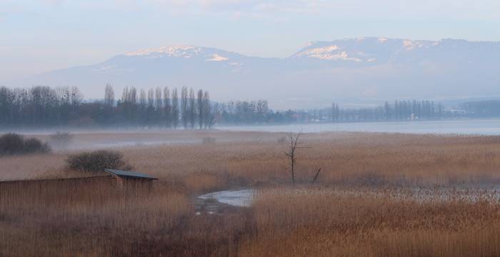 Pflanzen des Seeufer-Feuchtgebiet