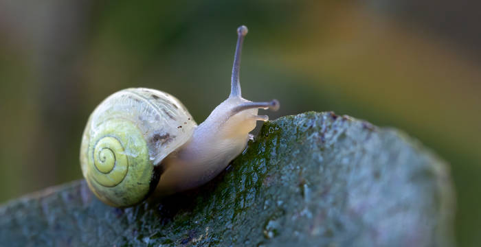 Escargot