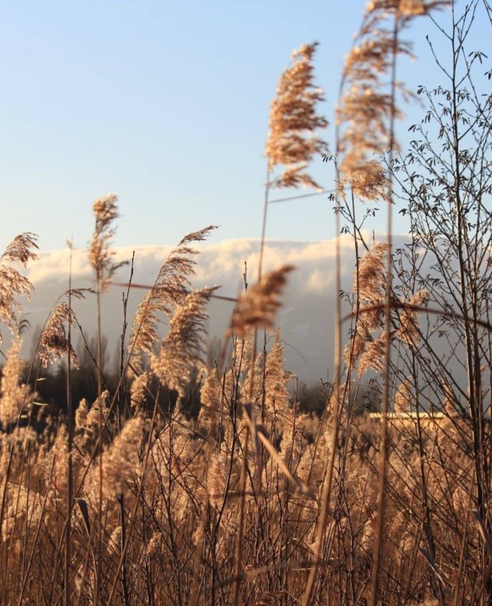 Erwachsenengruppe auf Exkursion im Ried