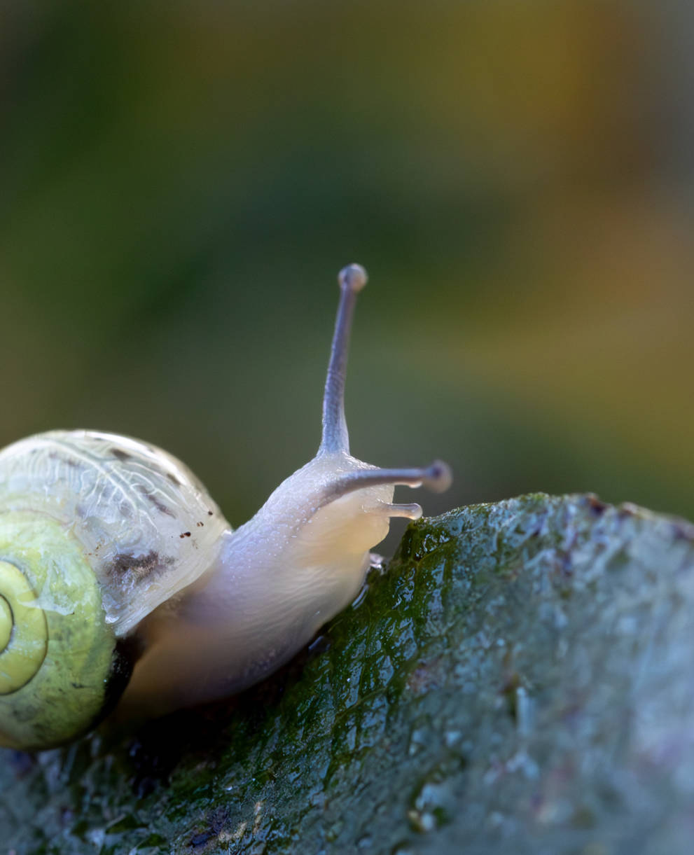 Escargot